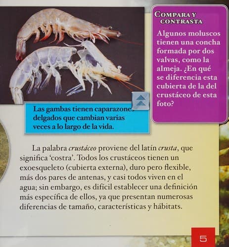 Portada de ¿Qué Son Los Crustáceos? (What Are Crustaceans?)