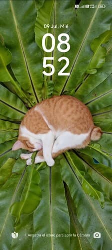 Portada de J. J. Sánchez y el Cocodrilo Que Lloró de Noche