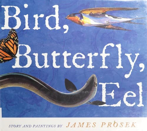 Portada de Bird, butterfly, eel